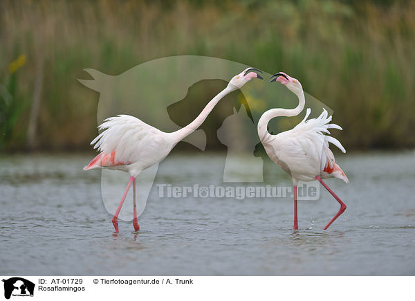 Rosaflamingos / greater flamingos / AT-01729