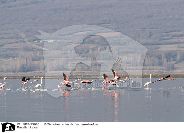 Rosaflamingos / MBS-23665