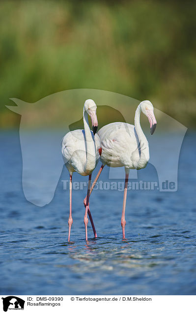Rosaflamingos / Greater Flamingos / DMS-09390