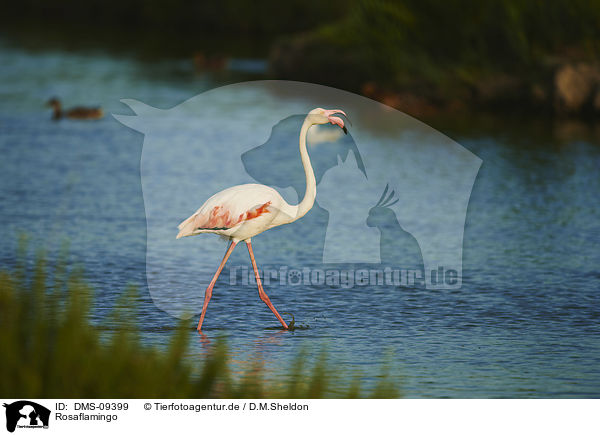 Rosaflamingo / Greater Flamingo / DMS-09399