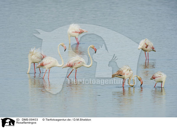 Rosaflamingos / Greater Flamingos / DMS-09403