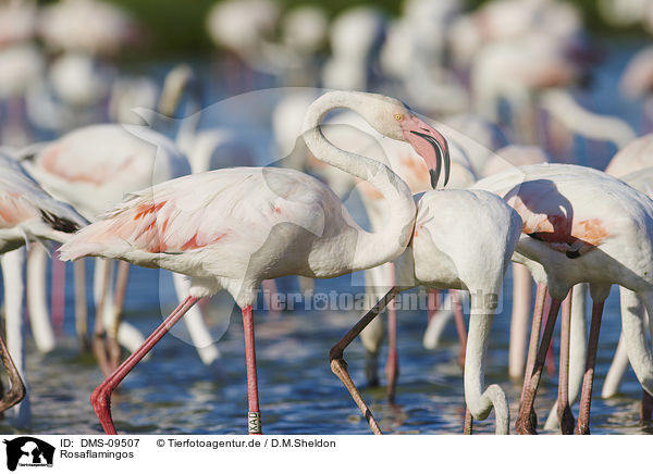 Rosaflamingos / Greater Flamingos / DMS-09507