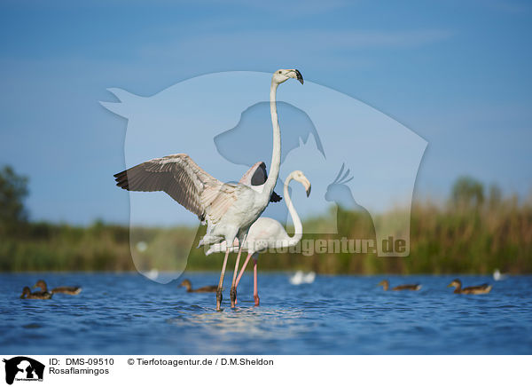 Rosaflamingos / Greater Flamingos / DMS-09510