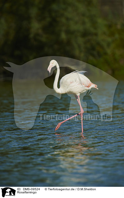 Rosaflamingo / Greater Flamingo / DMS-09524