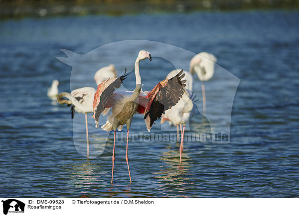Rosaflamingos / Greater Flamingos / DMS-09528