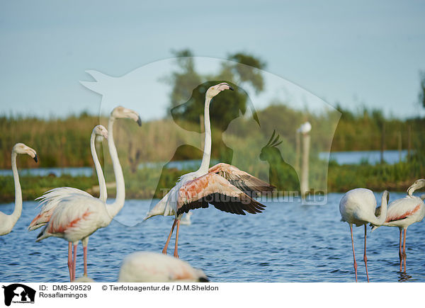 Rosaflamingos / Greater Flamingos / DMS-09529