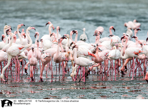 Rosaflamingos / greater flamingos / MBS-24730