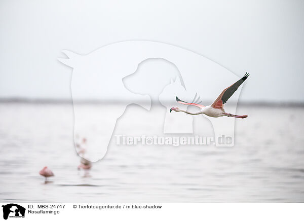 Rosaflamingo / greater flamingo / MBS-24747