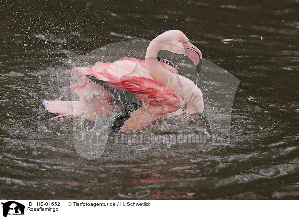 Rosaflamingo / greater Flamingo / HS-01652