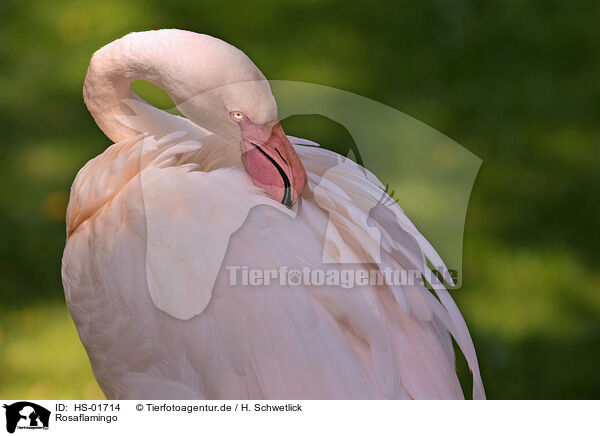 Rosaflamingo / greater Flamingo / HS-01714