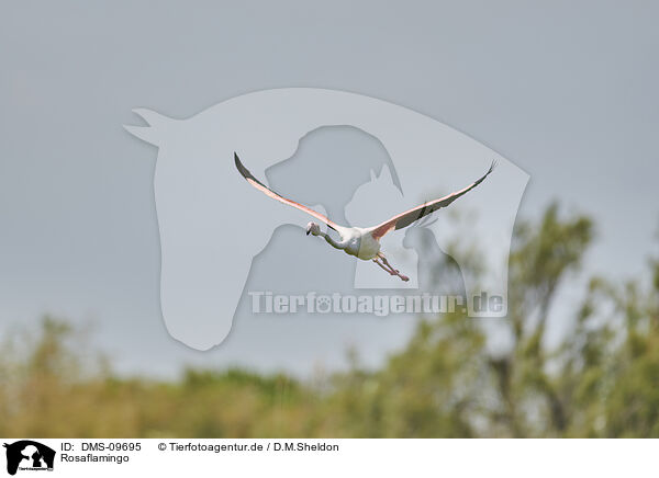 Rosaflamingo / greater flamingo / DMS-09695