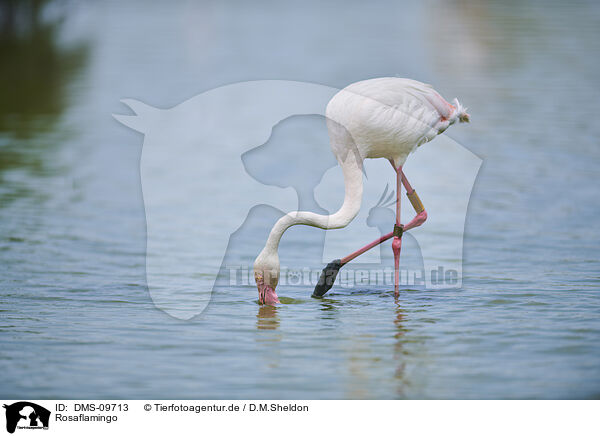 Rosaflamingo / greater flamingo / DMS-09713