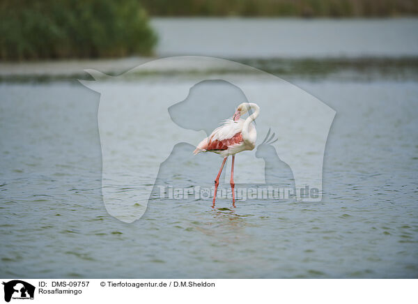 Rosaflamingo / greater flamingo / DMS-09757
