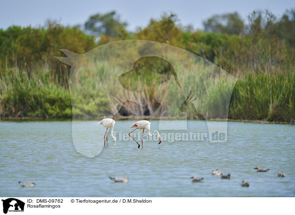 Rosaflamingos / greater flamingos / DMS-09762