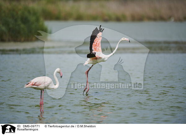 Rosaflamingos / greater flamingos / DMS-09771