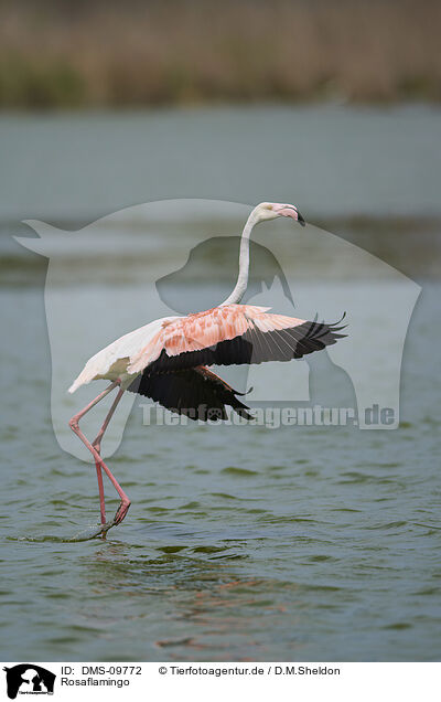 Rosaflamingo / greater flamingo / DMS-09772