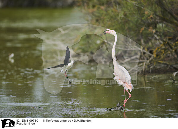 Rosaflamingo / greater flamingo / DMS-09780