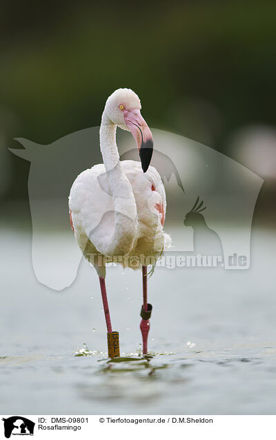 Rosaflamingo / greater flamingo / DMS-09801