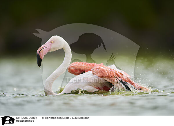 Rosaflamingo / greater flamingo / DMS-09804