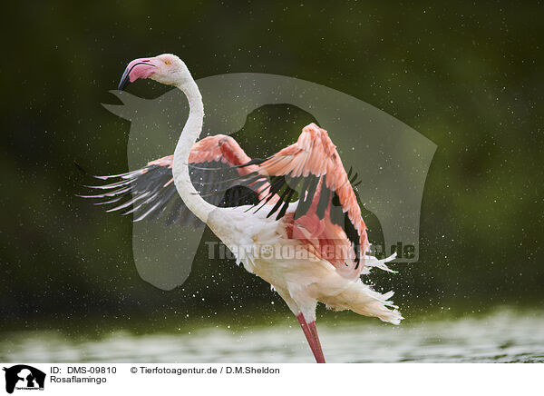 Rosaflamingo / greater flamingo / DMS-09810