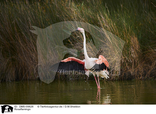 Rosaflamingo / greater flamingo / DMS-09826