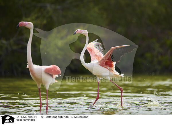 Rosaflamingos / greater flamingos / DMS-09834