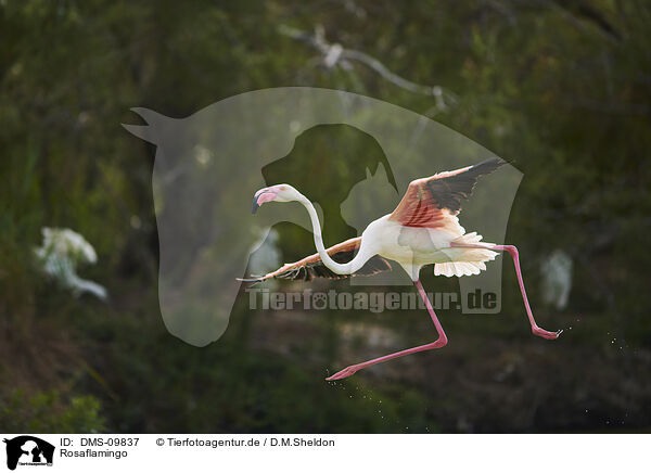 Rosaflamingo / greater flamingo / DMS-09837