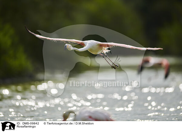 Rosaflamingo / greater flamingo / DMS-09842