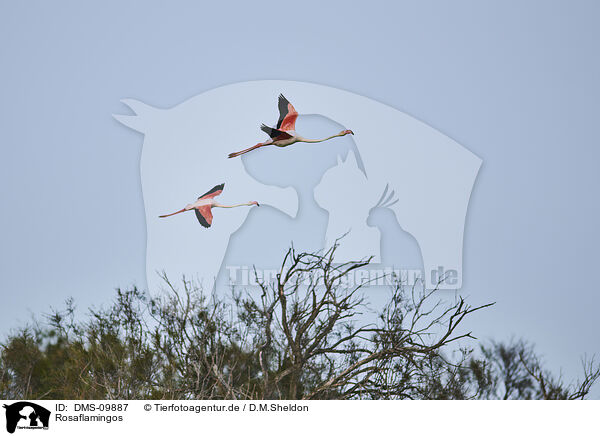 Rosaflamingos / greater flamingos / DMS-09887