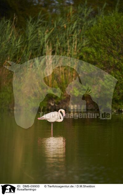 Rosaflamingo / greater flamingo / DMS-09900
