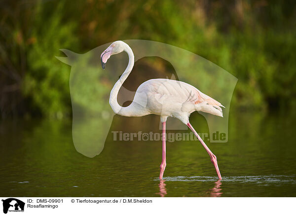 Rosaflamingo / greater flamingo / DMS-09901