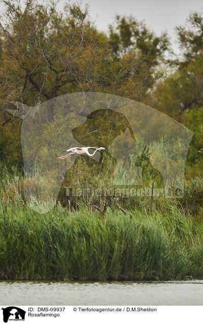 Rosaflamingo / greater flamingo / DMS-09937