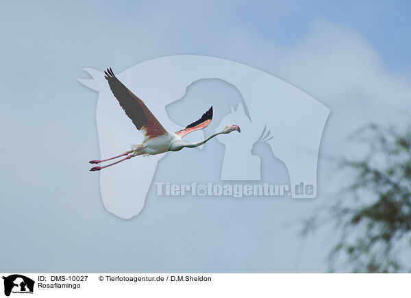 Rosaflamingo / greater flamingo / DMS-10027