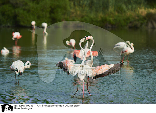 Rosaflamingos / greater flamingos / DMS-10039