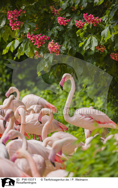 Rosaflamingos / greater flamingos / PW-15371
