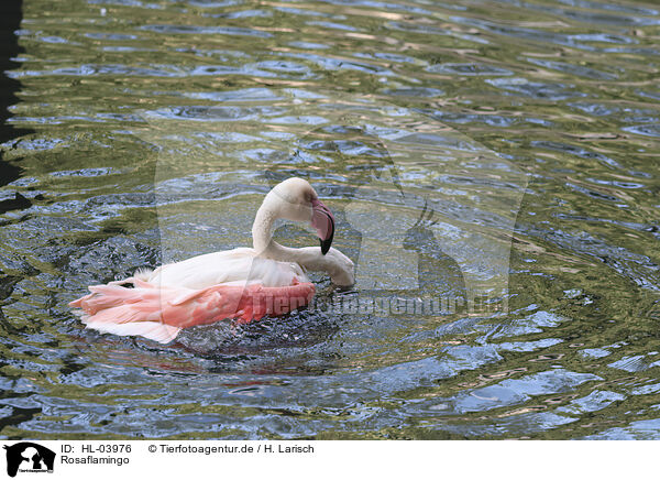 Rosaflamingo / greater flamingo / HL-03976
