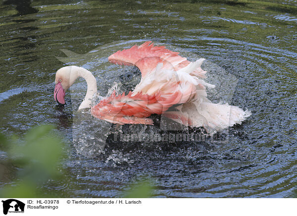 Rosaflamingo / greater flamingo / HL-03978