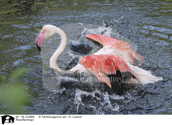 Rosaflamingo / greater flamingo / HL-03988