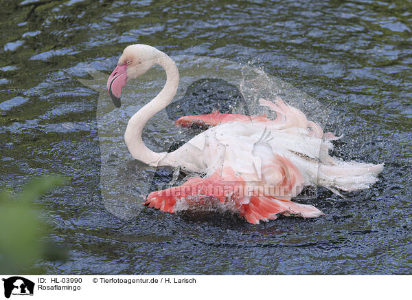 Rosaflamingo / greater flamingo / HL-03990