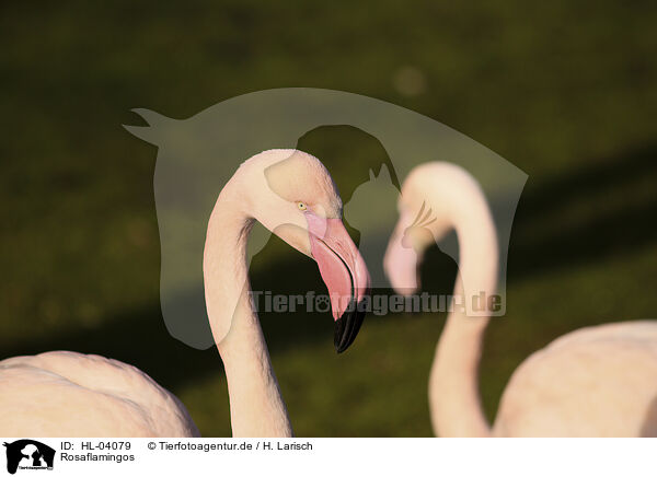 Rosaflamingos / greater flamingos / HL-04079