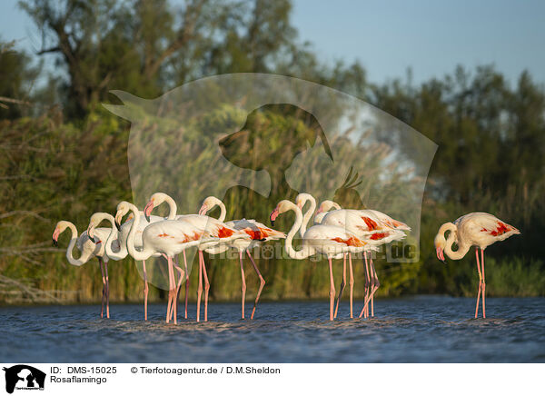 Rosaflamingo / DMS-15025