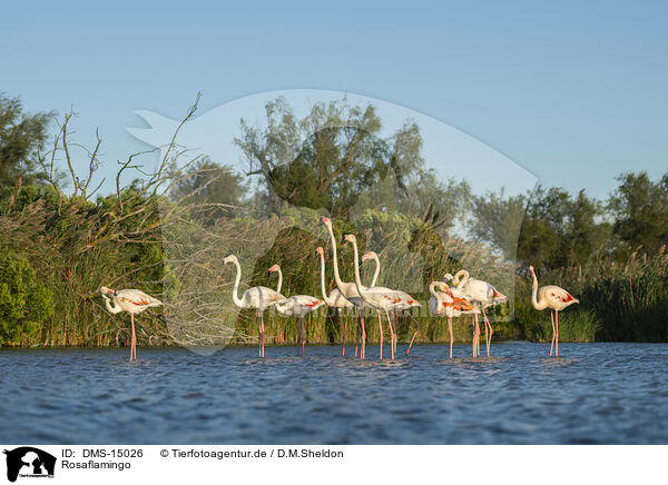 Rosaflamingo / DMS-15026