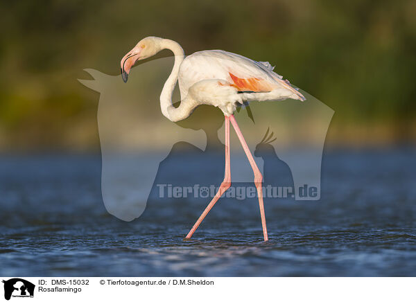 Rosaflamingo / greater flamingo / DMS-15032