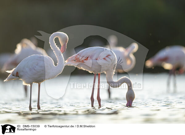Rosaflamingo / DMS-15039