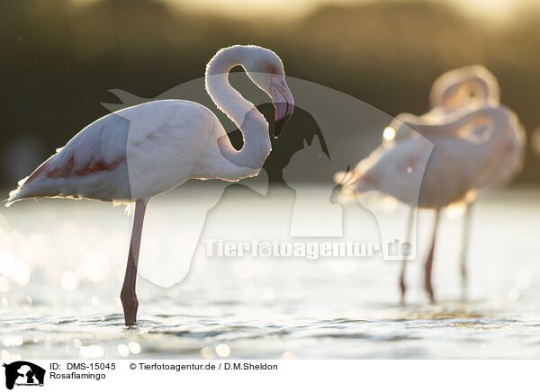 Rosaflamingo / greater flamingo / DMS-15045