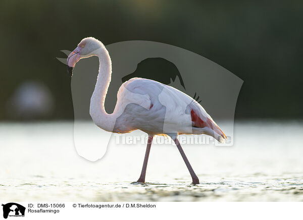 Rosaflamingo / greater flamingo / DMS-15066