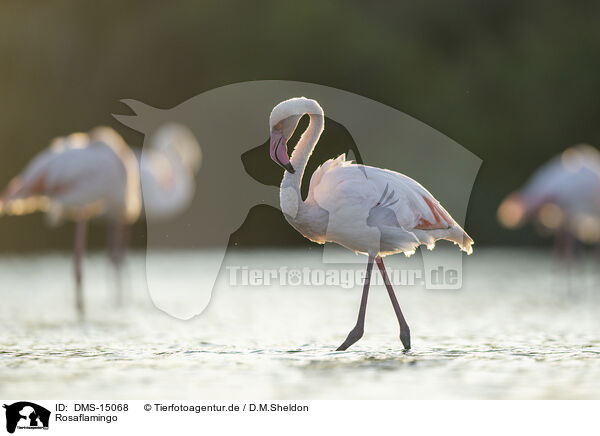 Rosaflamingo / greater flamingo / DMS-15068