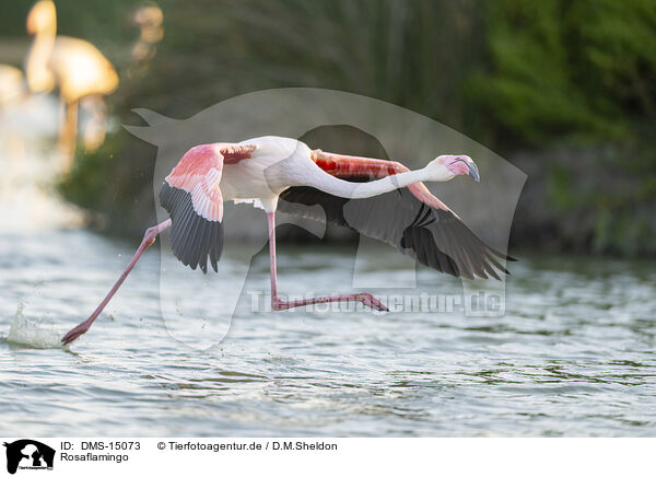 Rosaflamingo / greater flamingo / DMS-15073