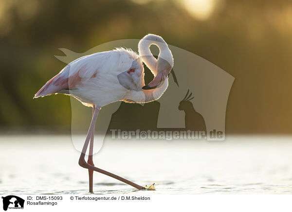 Rosaflamingo / greater flamingo / DMS-15093