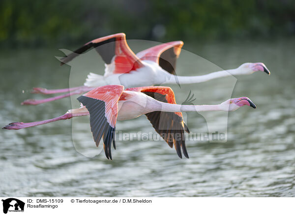 Rosaflamingo / greater flamingo / DMS-15109